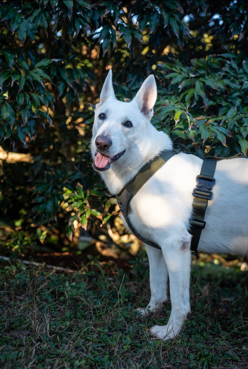 Polymer Defender Harness – K9 Tactical Gear