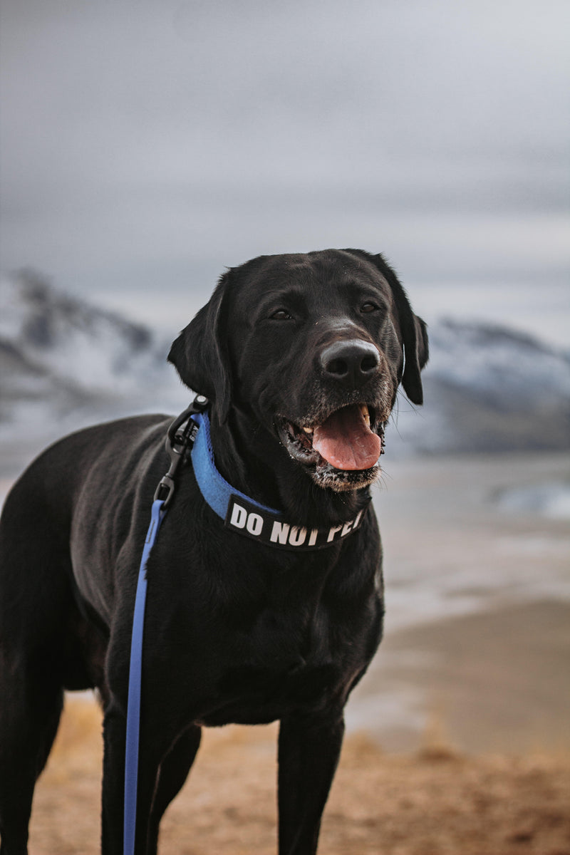 K9 Heavy Duty Dog Tactical Collar. Dog Tactical Gear. Fast Shipping! – DOG  TACTICAL GEAR