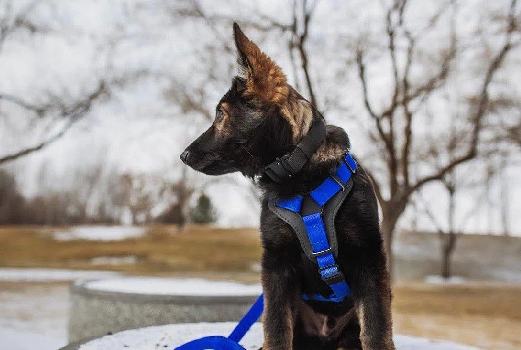k9 dog gear Everyday Harness