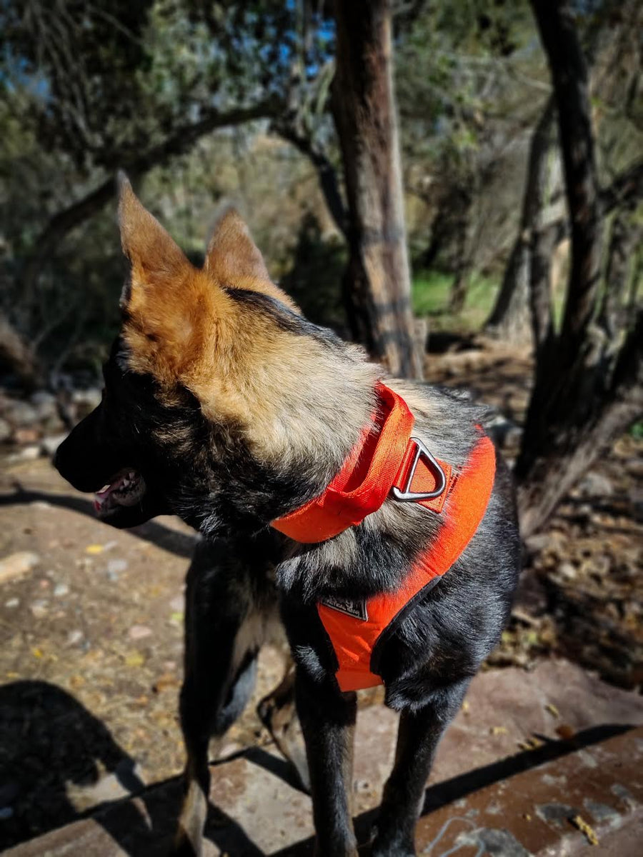 K9 tactical sales gear e collar