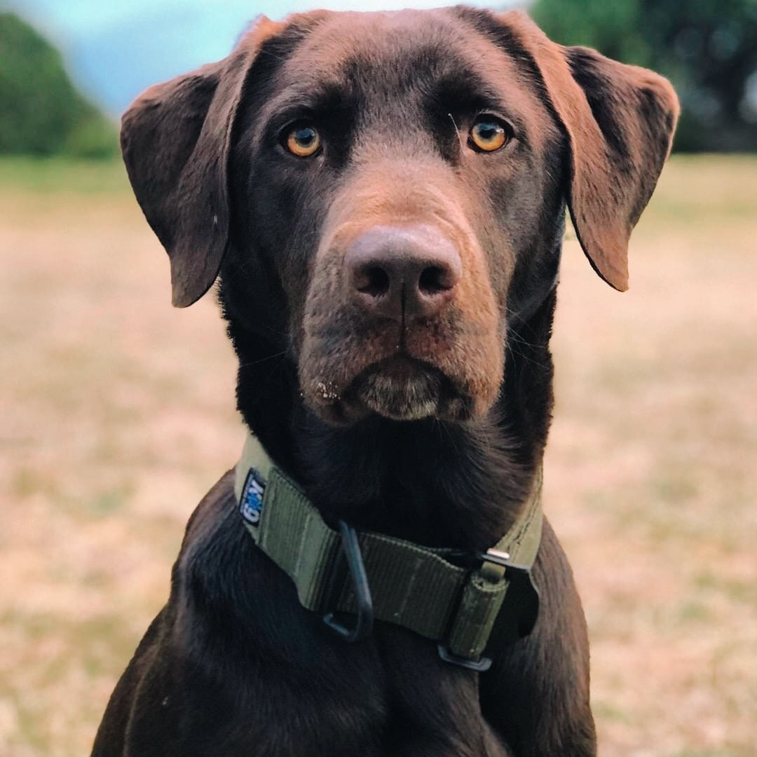 Tactical Dog Collar with Hook & Loop Fastener Patch