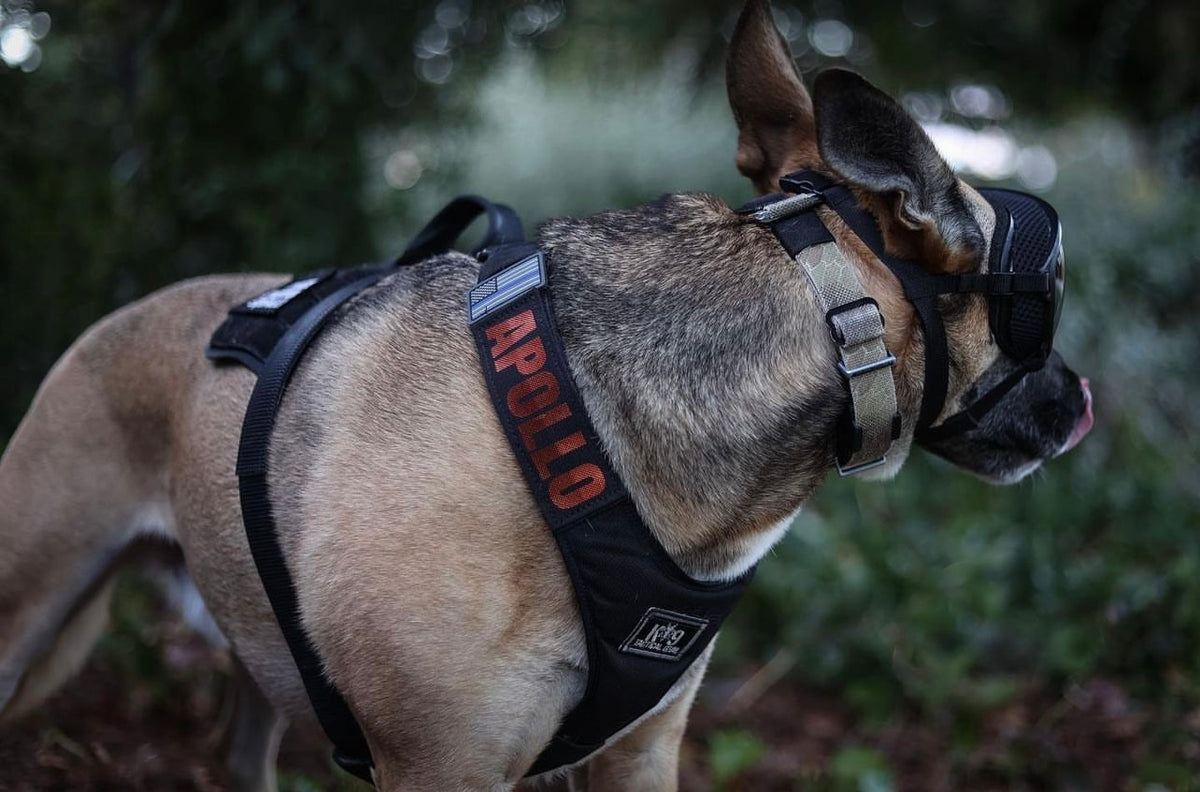 Working Dog Harness – That Dog