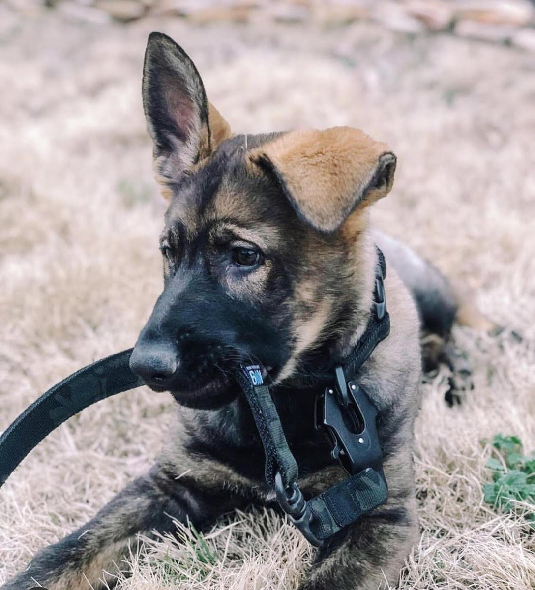 k9 gear Everyday Leash – K9 Tactical Gear
