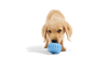 The Pupsicle - Wholesale Exclusive Color: X-Large