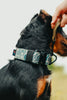 Dog wearing a patterned camo collar with a leash and a blurred background