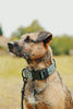 Dog wearing a collar with a natural background