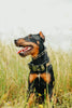 Dog standing in a grassy field with a blurred background