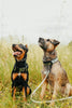 Standard Weight BioThane Beta Leash (3/8" & 1/2")