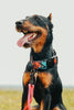 Dog wearing a colorful harness and pink leash on a blurred natural background