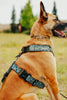 Dog wearing a harness with a patterned design in an outdoor setting