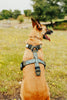 Dog wearing a harness in a grassy field with trees in the background