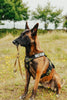 Dog wearing a harness with a leash in a grassy field