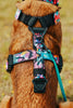 Dog wearing a colorful harness with a blurred natural background