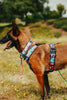 Dog wearing a colorful harness in a natural setting with trees and grass.