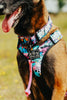 Dog wearing a colorful retro harness with a visible brand logo in an outdoor setting.