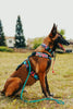 Dog sitting in a grassy field wearing a colorful harness and leash