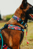 Dog wearing a colorful harness with visible branding in an outdoor setting