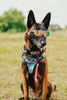 Dog wearing colorful sunglasses and a harness in a grassy field