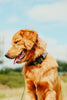 Golden retriever dog on a leash with a blurred natural background