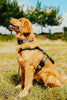Dog wearing a harness with text sitting in a grassy field