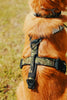 Dog wearing a tiger stripe camouflage harness with a grassy background