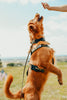 Dog standing on its hind legs to catch a treat in a field