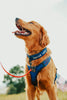 Dog wearing a blue harness with text, standing outdoors on a leash.