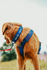 Dog wearing a blue 4th of July themed harness with text, standing outdoors on a leash.