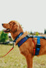 Dog wearing a blue American themed harness and leash in a grassy field