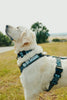 White dog wearing a harness with 'No Off Season' text in a grassy outdoor setting