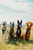 Four dogs sitting in a row on grass with a clear sky in patterned harnesses. 