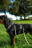 Standard Weight BioThane Beta Leash (3/8" & 1/2")