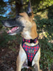 Limited Edition: Buffalo Plaid 1.5" Collar