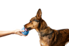 The Pupsicle - Wholesale Exclusive Color: X-Large