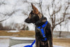 Everyday Harness - Everyday Harness - K9 Tactical Gear