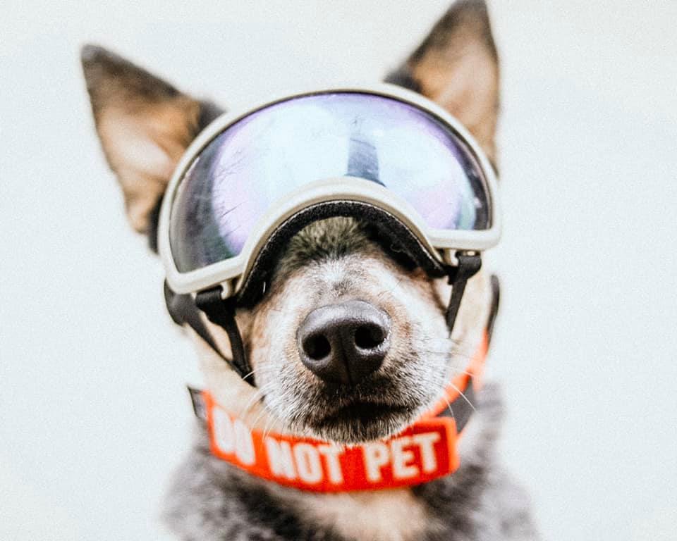 rex specs v2 dog goggles Rex Specs Goggles V2 Large