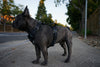 Everyday Harness: Frenchie (Small) - K9 Tactical Gear