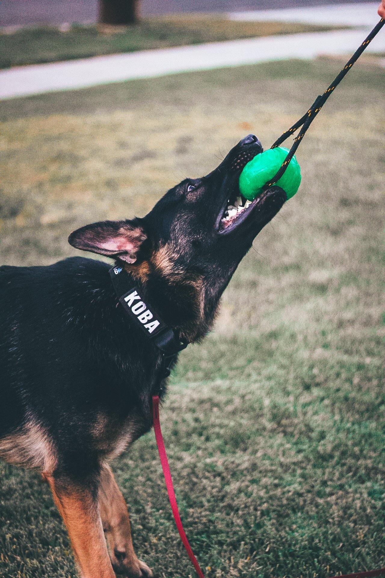 Ball on a Rope – Treasure State K9