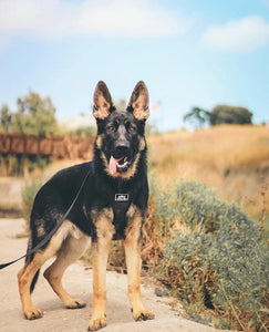 Defender Harness – K9 Tactical Gear